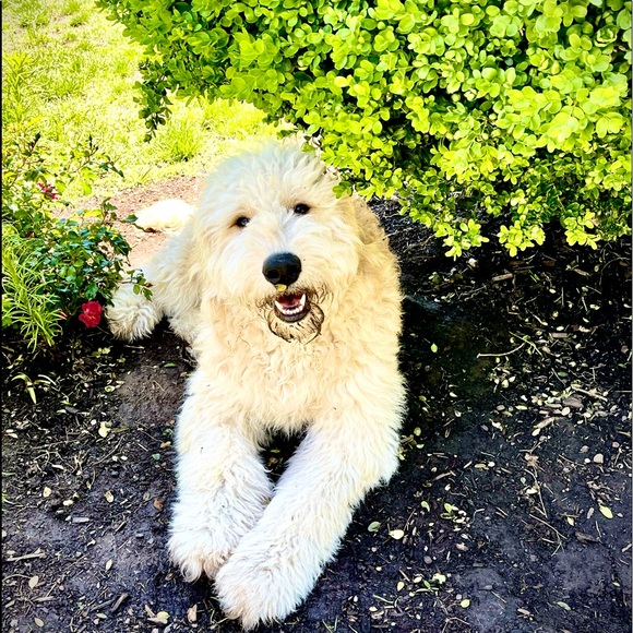 Meet your Posher, Shelly - Picture 1 of 1